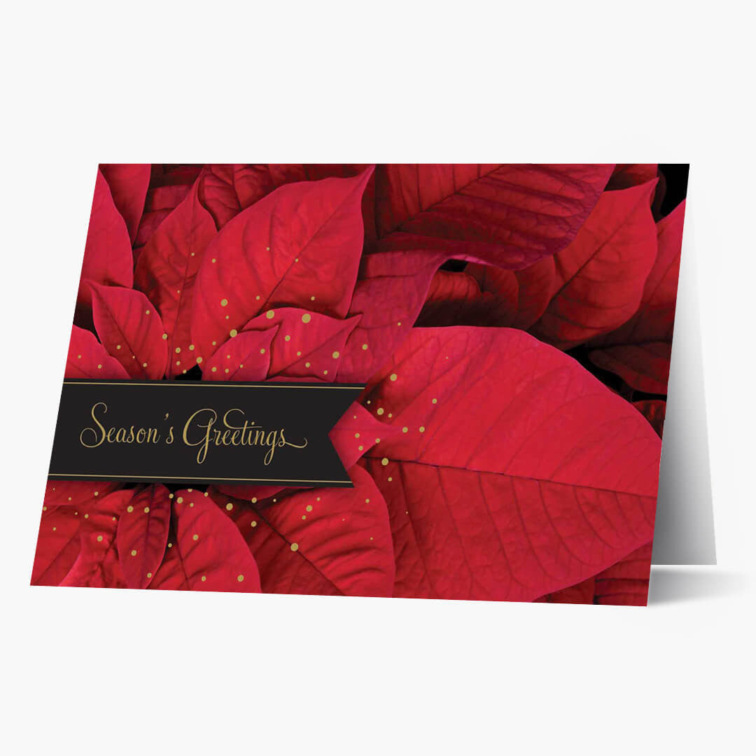 Picturesque Poinsettia