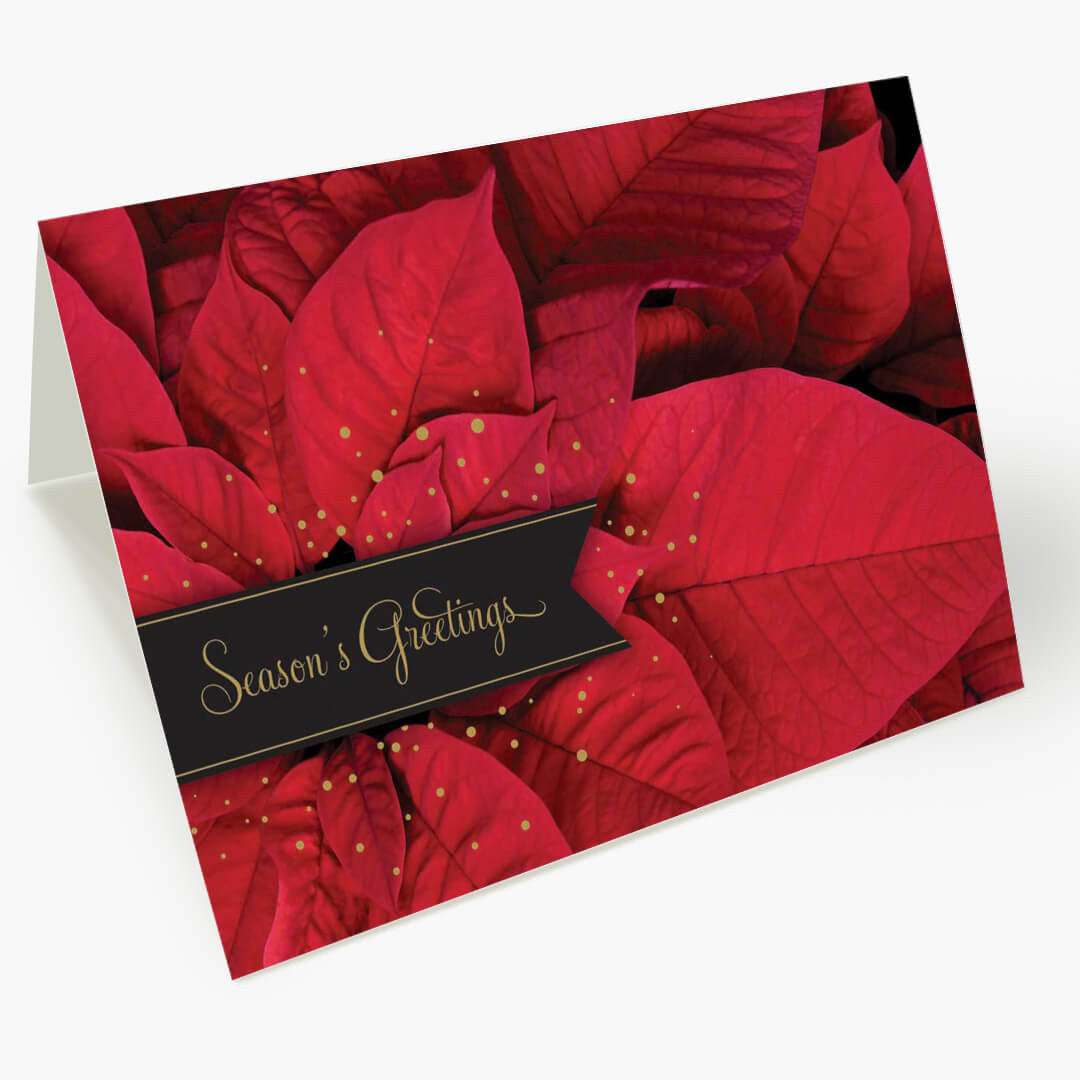 Picturesque Poinsettia
