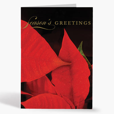 Poinsettia