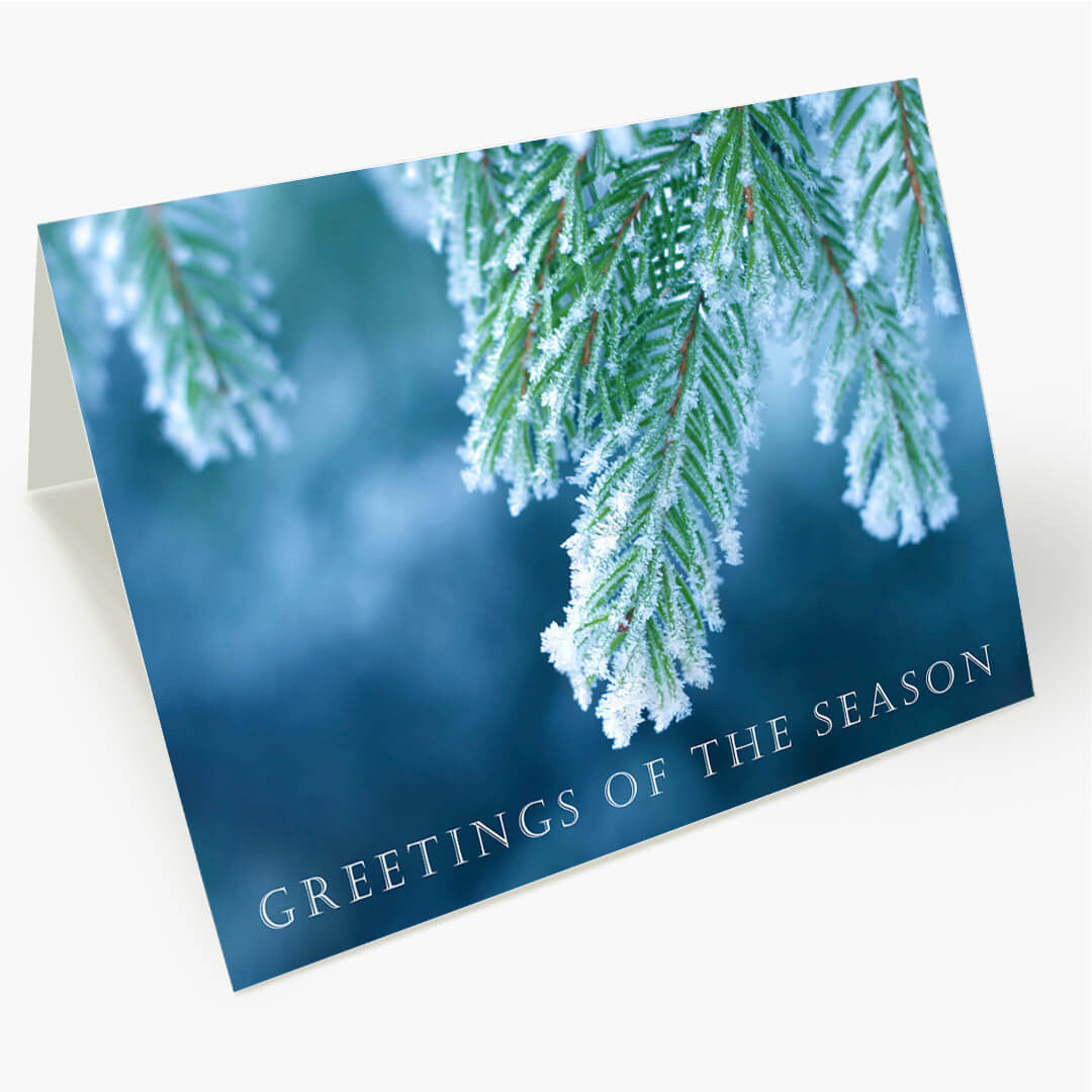 Iced Evergreens