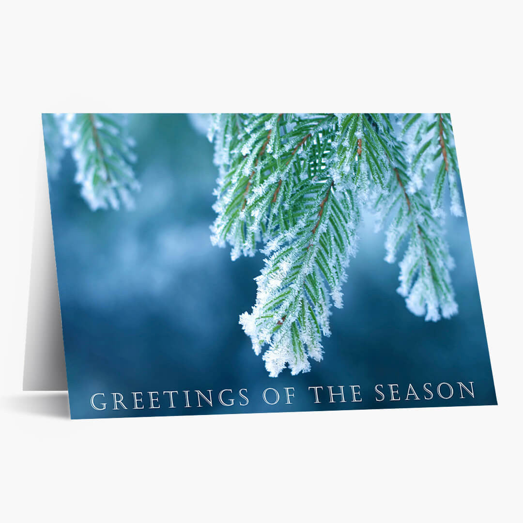Iced Evergreens