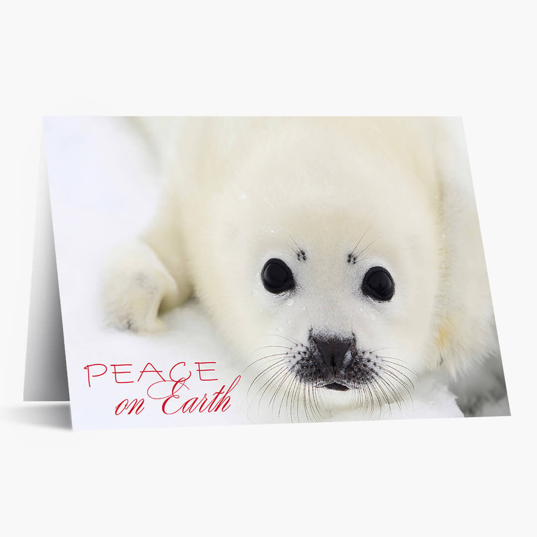 Friendly Tidings
