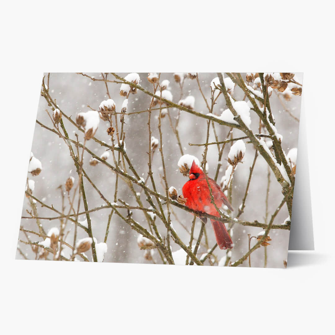 Cardinal In Snowstorm Christmas Card