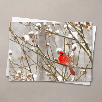 Cardinal In Snowstorm Christmas Card