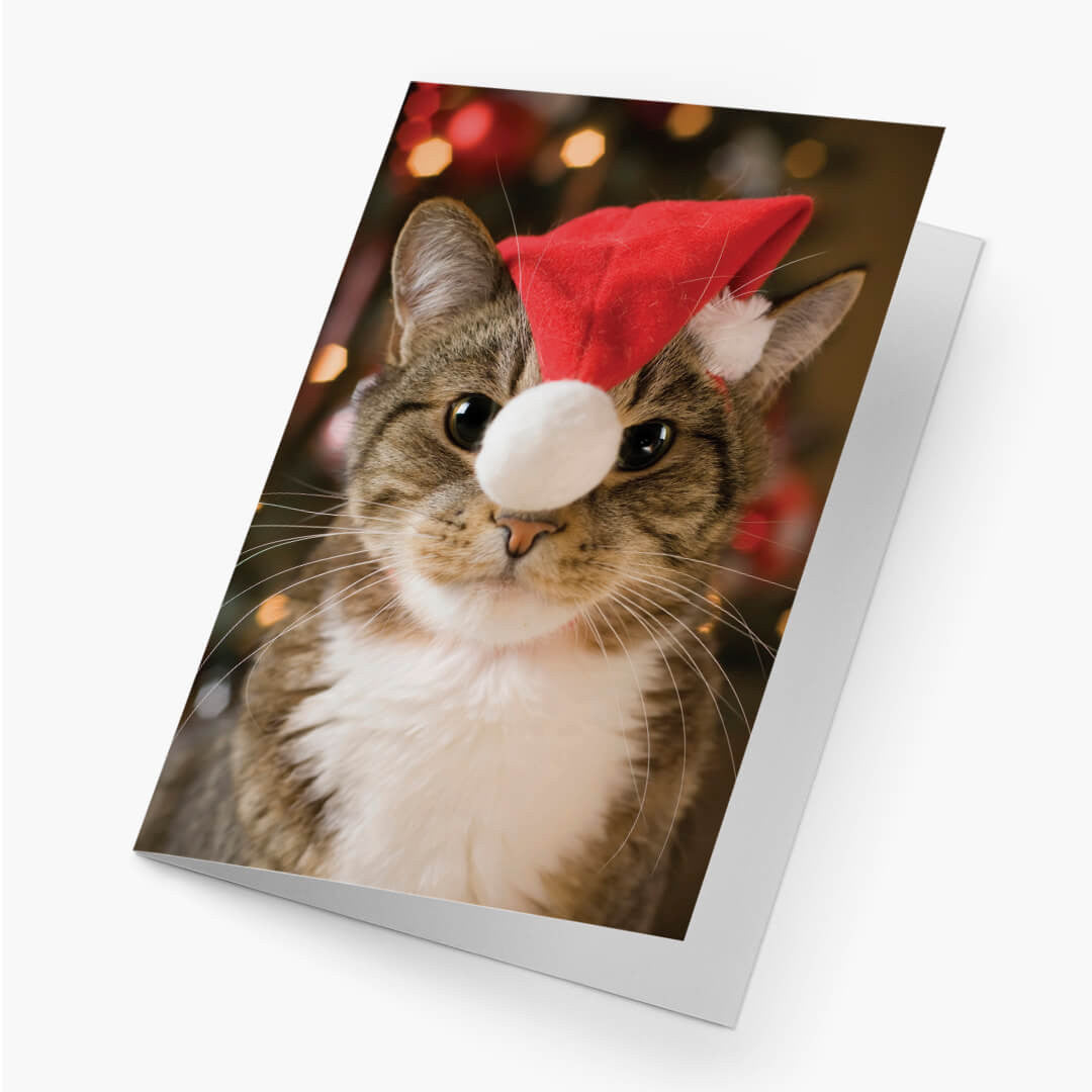 Santa Kitty Holiday Card