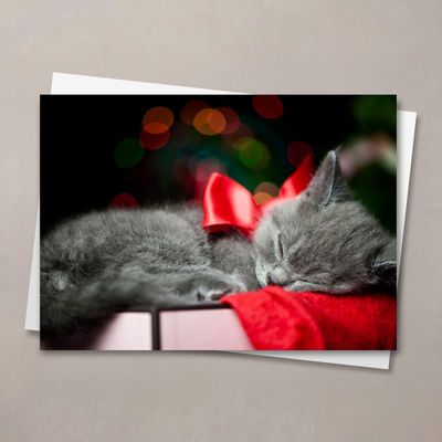 Sleepy Kitten
