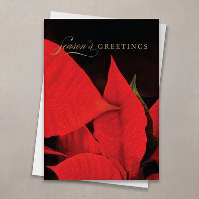 Poinsettia